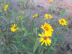 Astylus vittaticollis