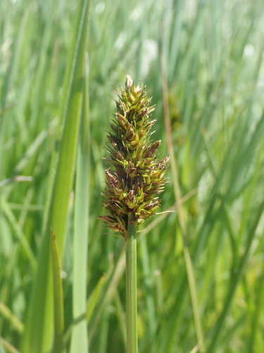 Image of Carex densa by (c) Cricket Raspet, some rights reserved (CC BY)