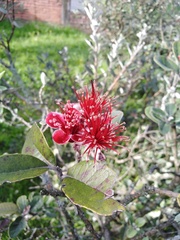 Feijoa sellowiana