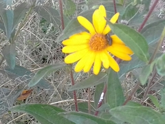 Astylus vittaticollis