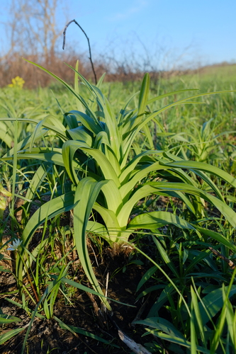 Virginia bunchflower (Melanthium virginicum)