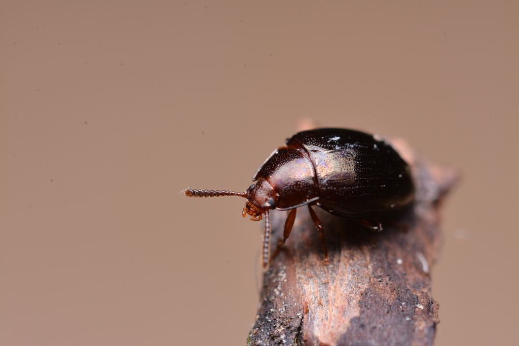 Scaphidema metallica
