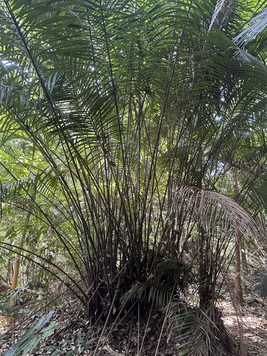 Eugeissona tristis