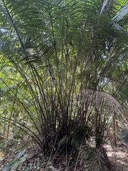 Eugeissona tristis