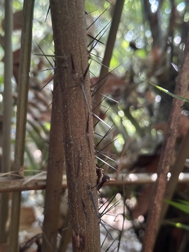 Eugeissona tristis, photograph 4