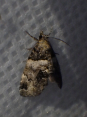 Cutina distincta