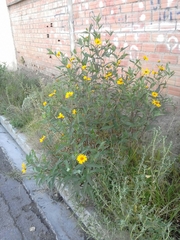 Viguiera pazensis