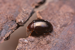 Scaphidema metallicum