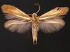 Trumpet Leafminer Moths - Photo (c) Jim Vargo at Moth Photographers Group, some rights reserved (CC BY-NC-SA)