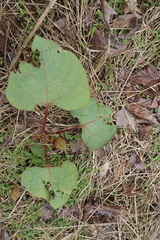 Reynoutria × bohemica