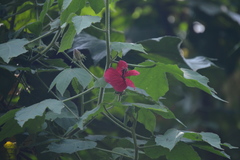 Hibiscus uncinellus