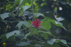Hibiscus uncinellus