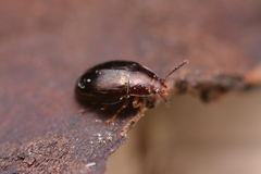 Scaphidema metallicum