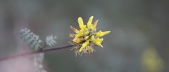Dalea lutea