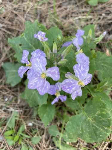 Orychophragmus violaceus iNat (3)