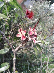 Feijoa sellowiana