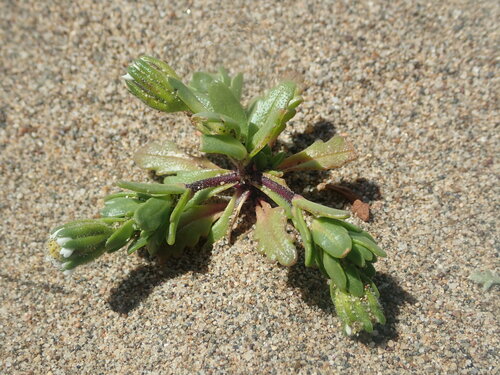 Image of Layia carnosa by (c) Cricket Raspet, some rights reserved (CC BY)