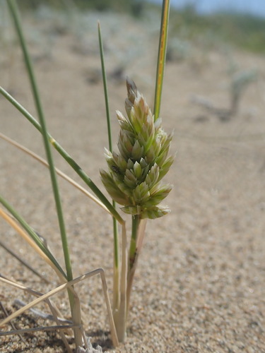 Image of Poa douglasii by (c) Cricket Raspet, some rights reserved (CC BY)