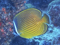 Chaetodon auripes