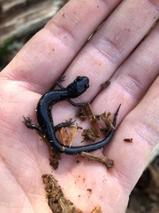 Plethodon teyahalee