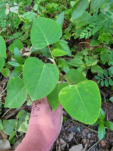 Image of Homalanthus novoguineensis by no rights reserved
