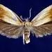 Phaneta umbrastriana - Photo (c) Jim Vargo at Moth Photographers Group, some rights reserved (CC BY-NC-SA)
