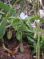 Calochortus umbellatus