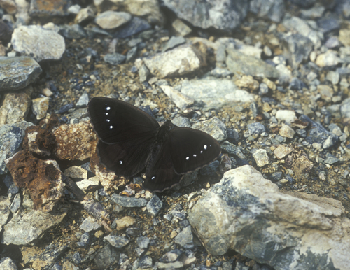 Great Sooty Satyr