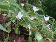 Calochortus umbellatus