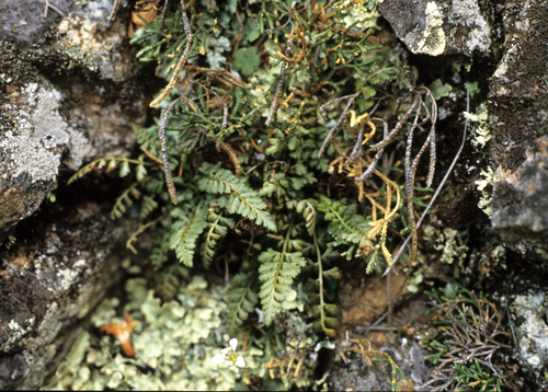 Altaian spleenwort (Asplenium altajense)