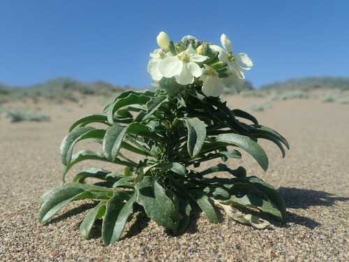 Image of Erysimum concinnum by (c) Cricket Raspet, some rights reserved (CC BY)