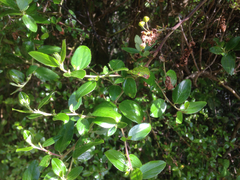 Ceanothus oliganthus sorediatus