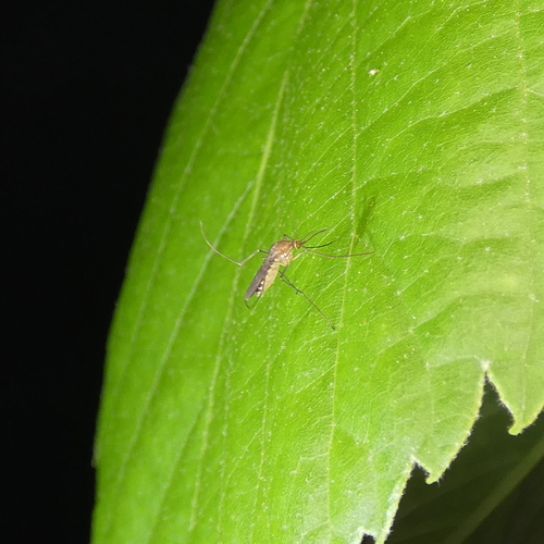 Northern Frog-biting Mosquito photo 5