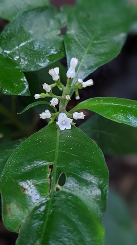 Image of Ophiorrhiza pumila by (c) 許文俊, some rights reserved (CC BY-SA)