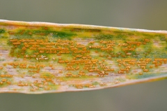 Puccinia striiformis