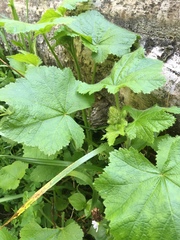 Sidalcea malachroides