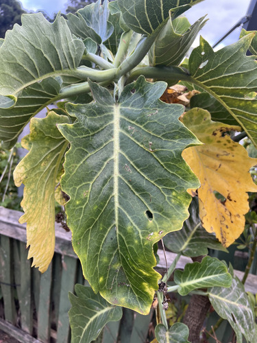 Dendroseris macrantha