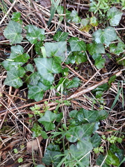 Hedera helix