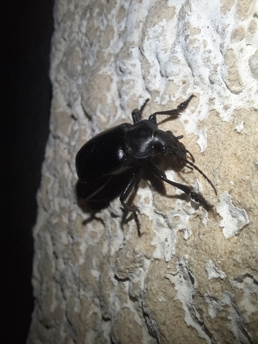 Calosoma maderae