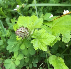 Sidalcea malachroides