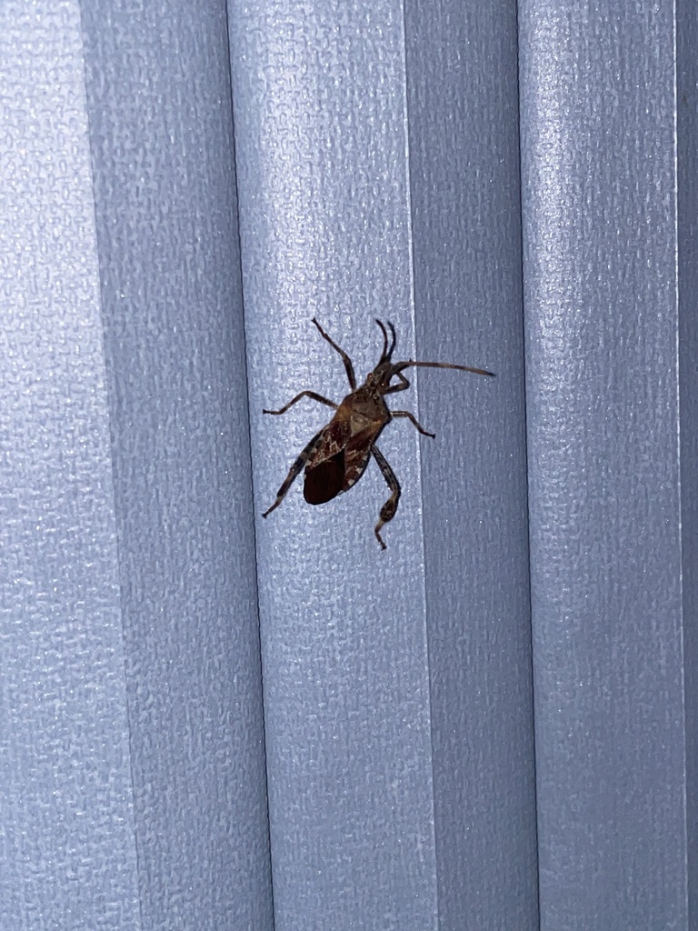 Western Conifer Seed Bug from Logan Mill Rd, Boulder, CO, US on April 5 ...