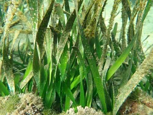 Image of Posidonia australis by (c) coenobita, some rights reserved (CC BY)