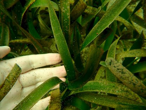 Image of Posidonia australis by (c) coenobita, some rights reserved (CC BY)