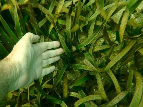 Image of Posidonia australis by (c) coenobita, some rights reserved (CC BY)