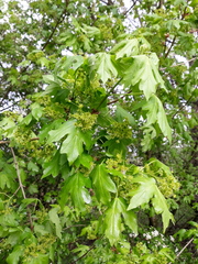 Acer campestre