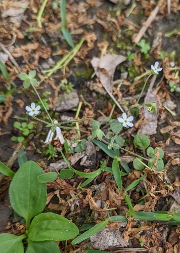Image of Androsace umbellata by (c) 許文俊, some rights reserved (CC BY-SA)