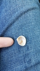 Laevicardium substriatum