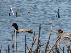 Aythya americana