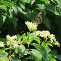 Vanessa virginiensis