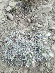 Astragalus gilviflorus